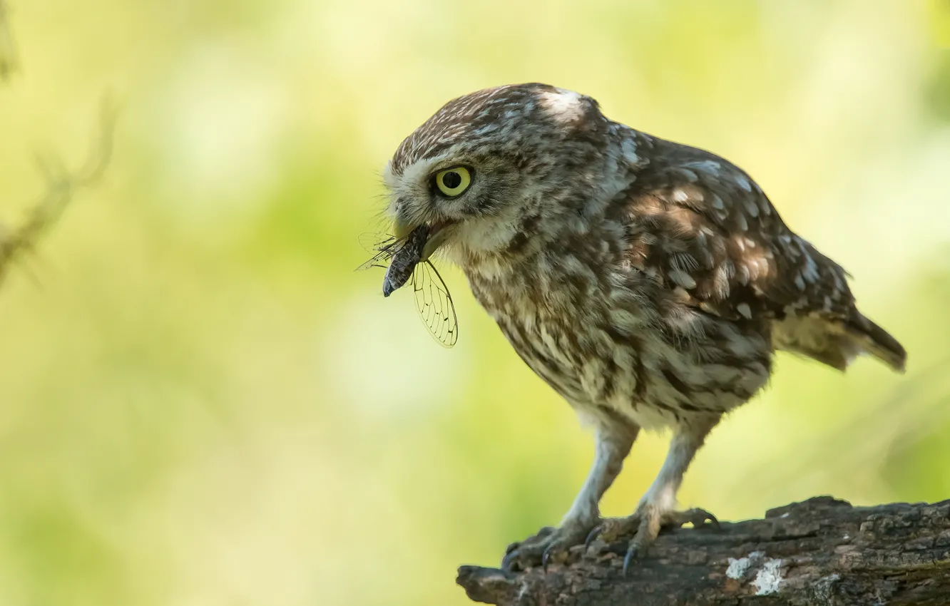 Фото обои взгляд, свет, поза, зеленый, фон, сова, птица, насекомое