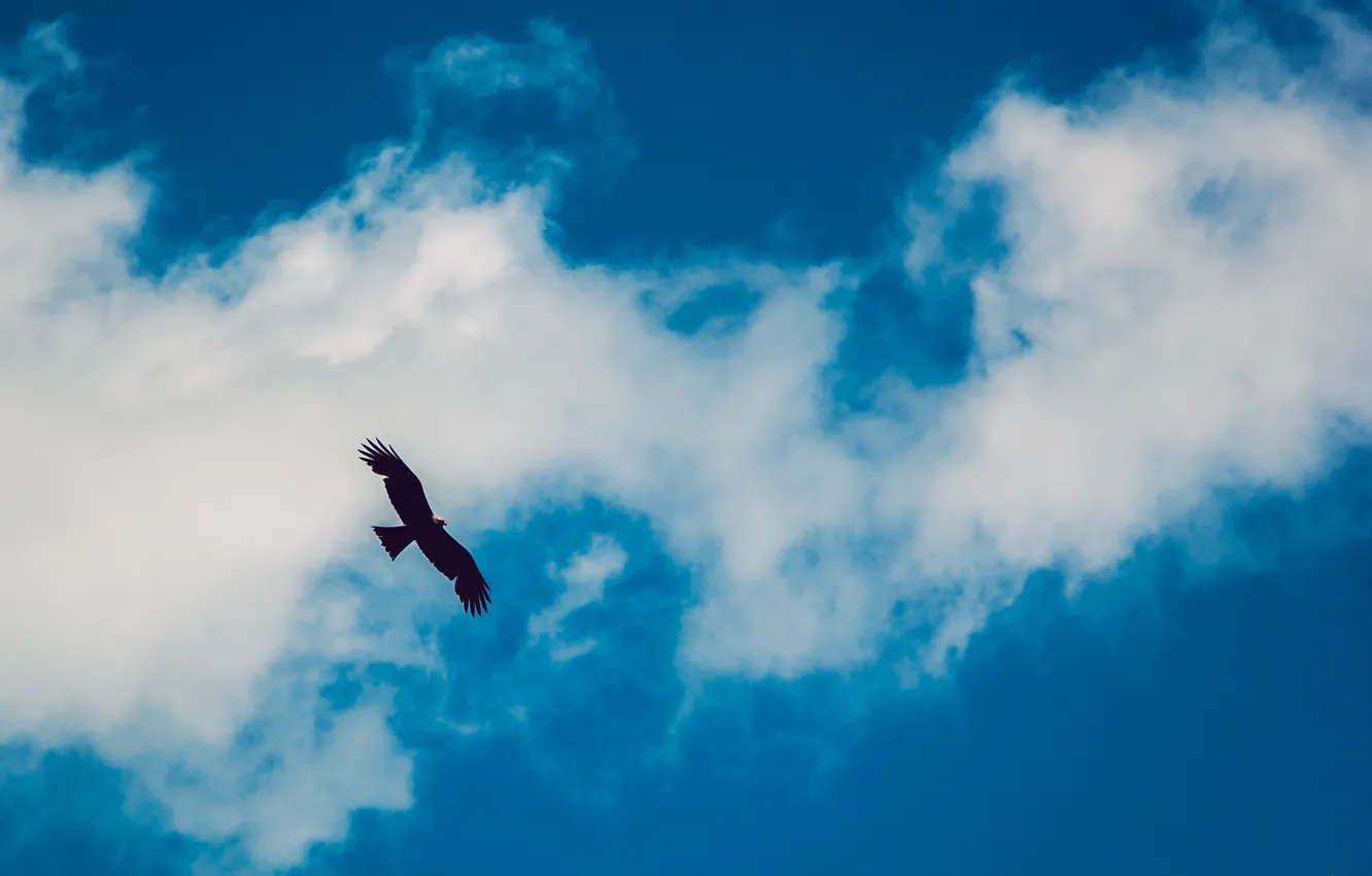 Фото обои животные, небо, облака, полет, птица, орел, высота, сокол