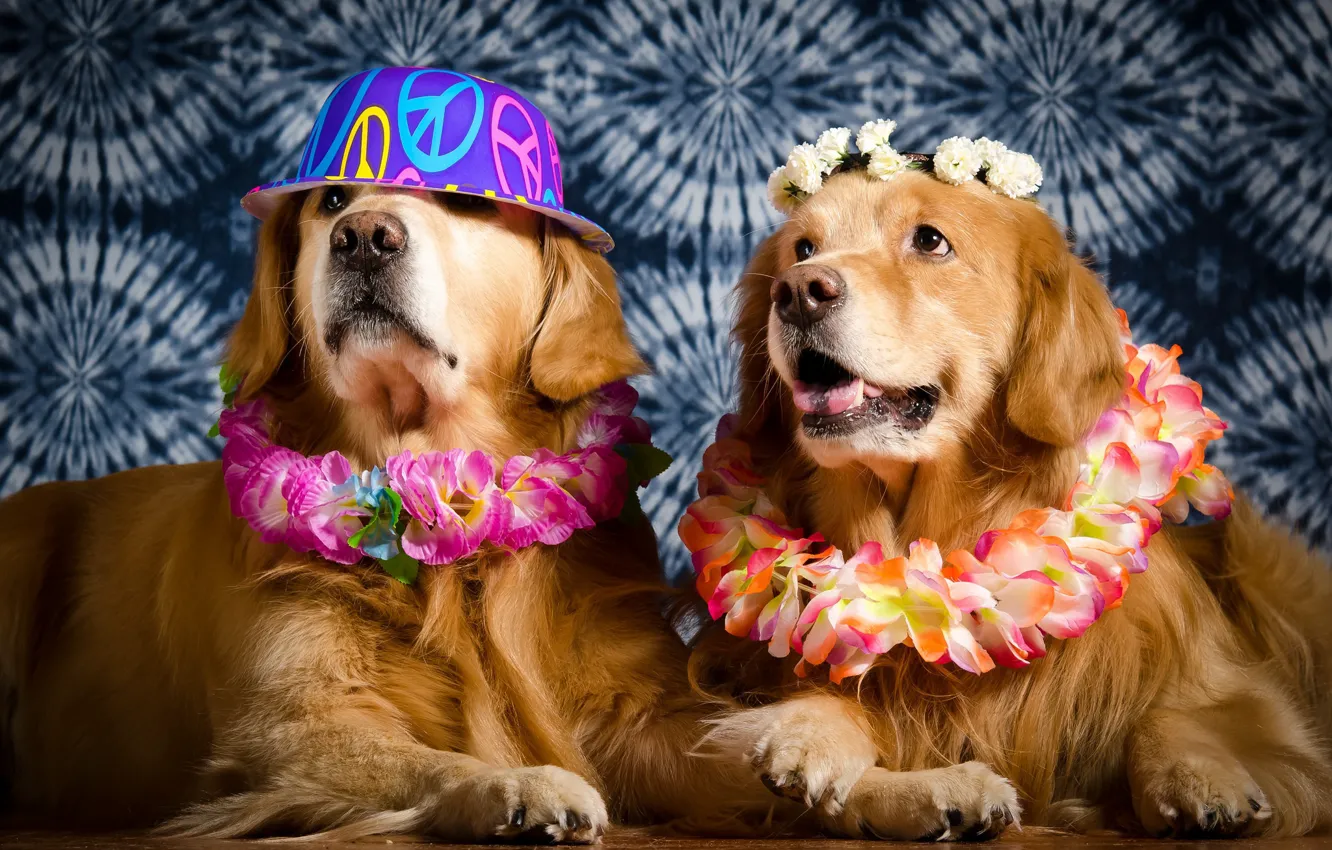 Фото обои собаки, шляпа, венки