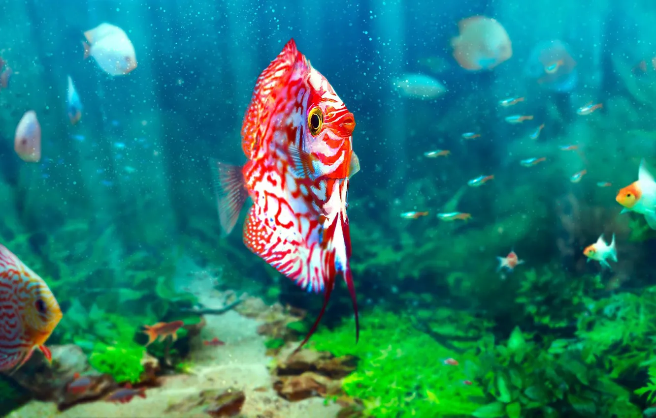 Фото обои рыбы, аквариум, Sören Meding, Realistic Aquarium