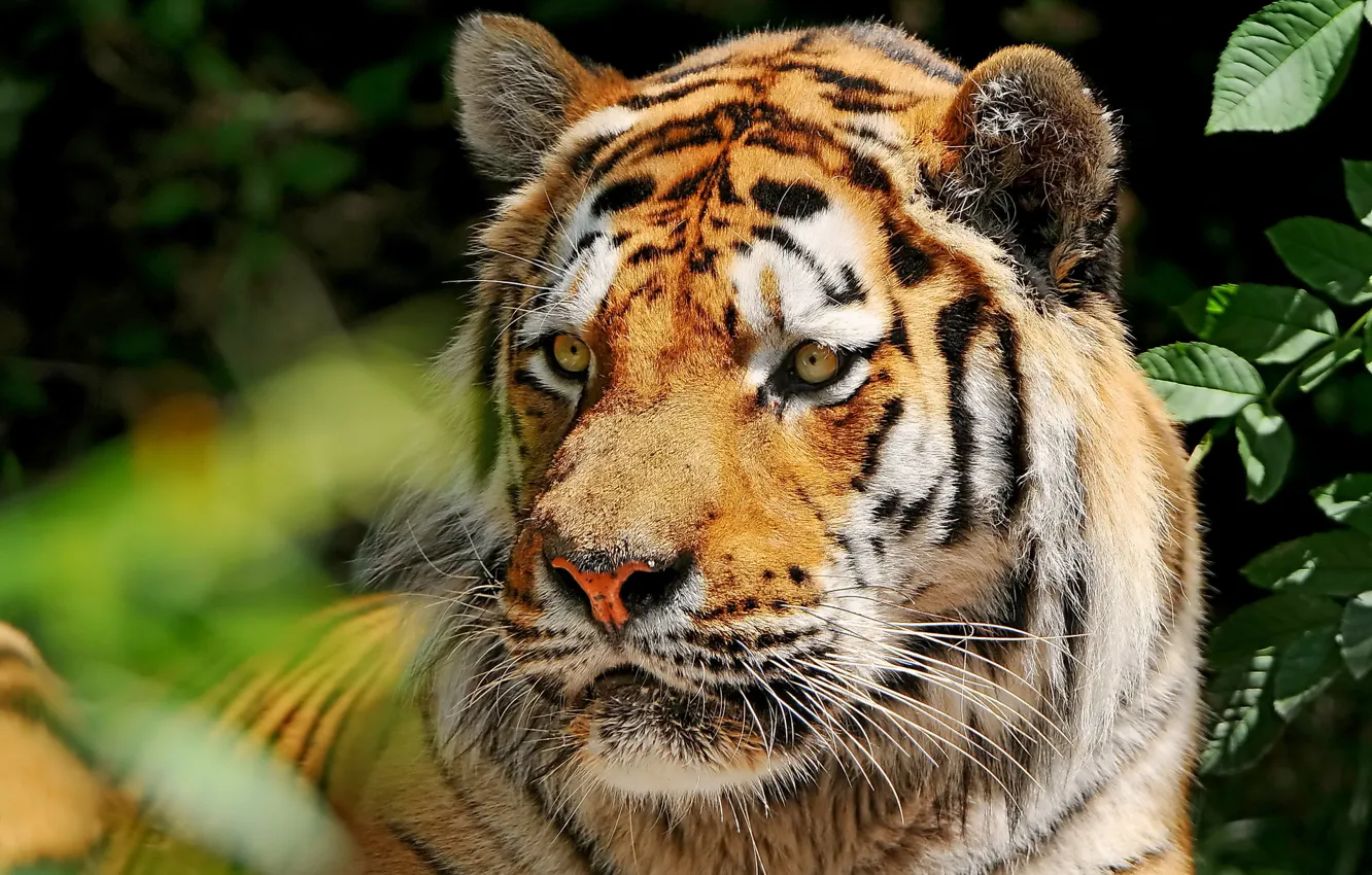 Фото обои усы, взгляд, морда, тигр, амурский, amur tiger