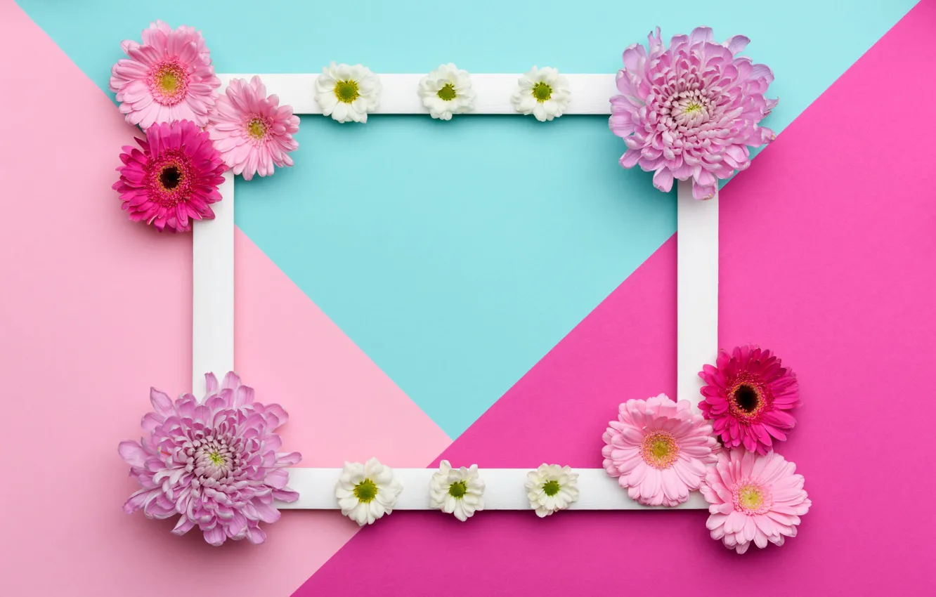 Фото обои линии, цветы, фон, розовый, праздник, голубой, треугольники, цвет