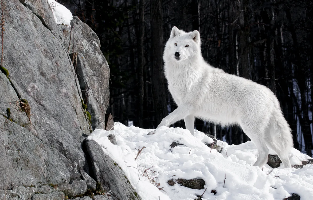 Фото обои зима, лес, белый, снег, природа, камни, волк, хищник