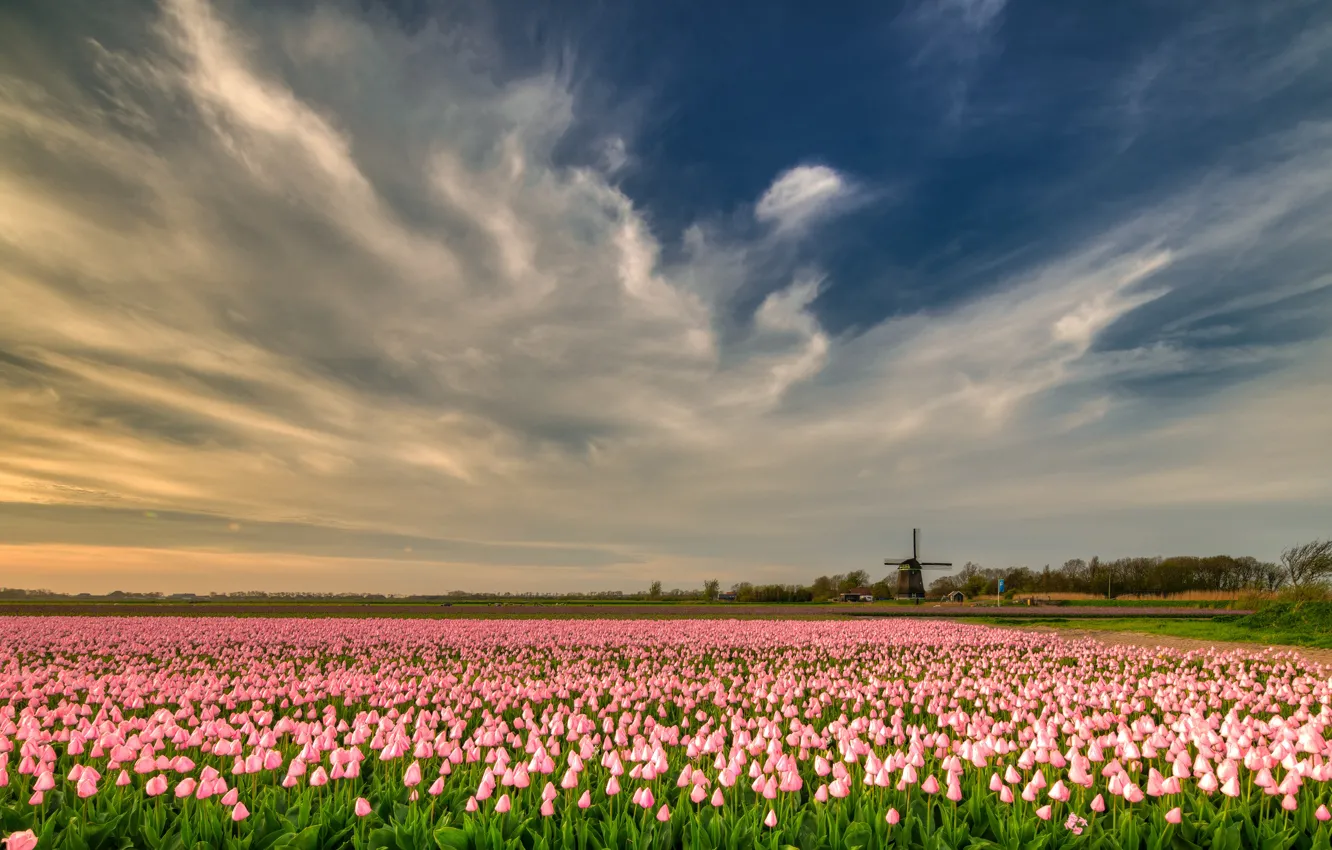 Фото обои поле, небо, облака, цветы, синева, красота, весна, мельница