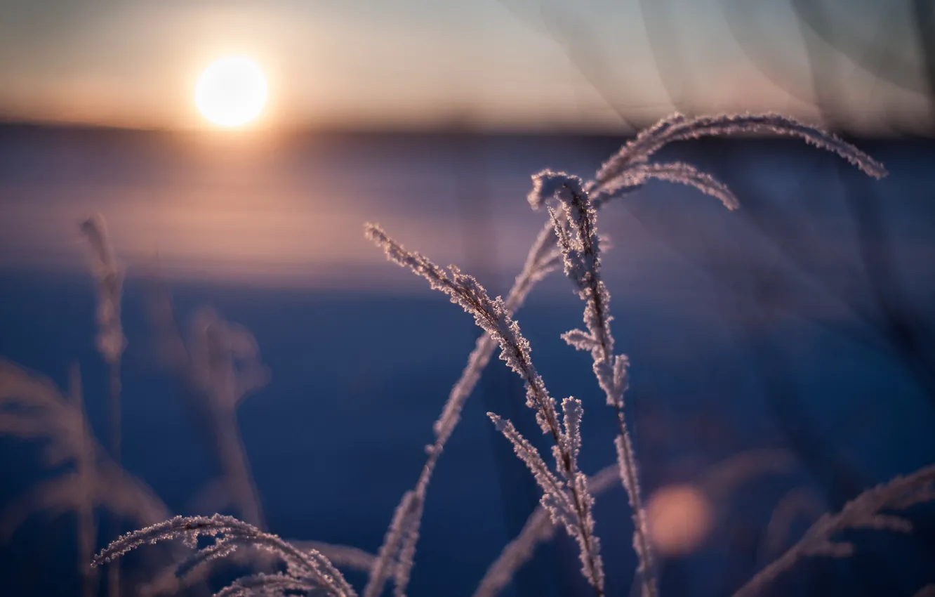 Фото обои Зима, Красота, Пейзаж, Иней, Фотограф Дмитрий Шматов, Фотография