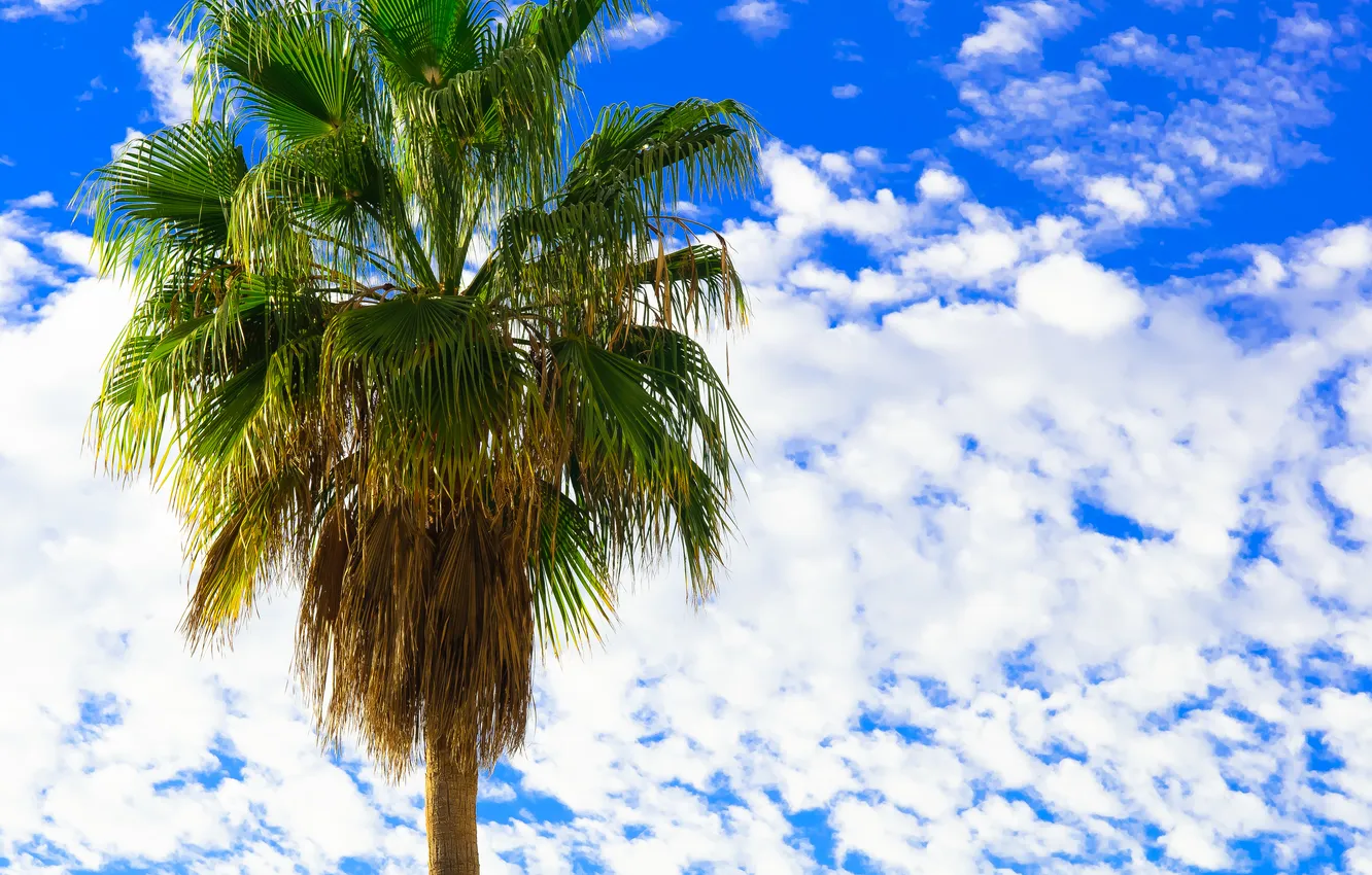 Фото обои небо, облака, пальма, веерные листья