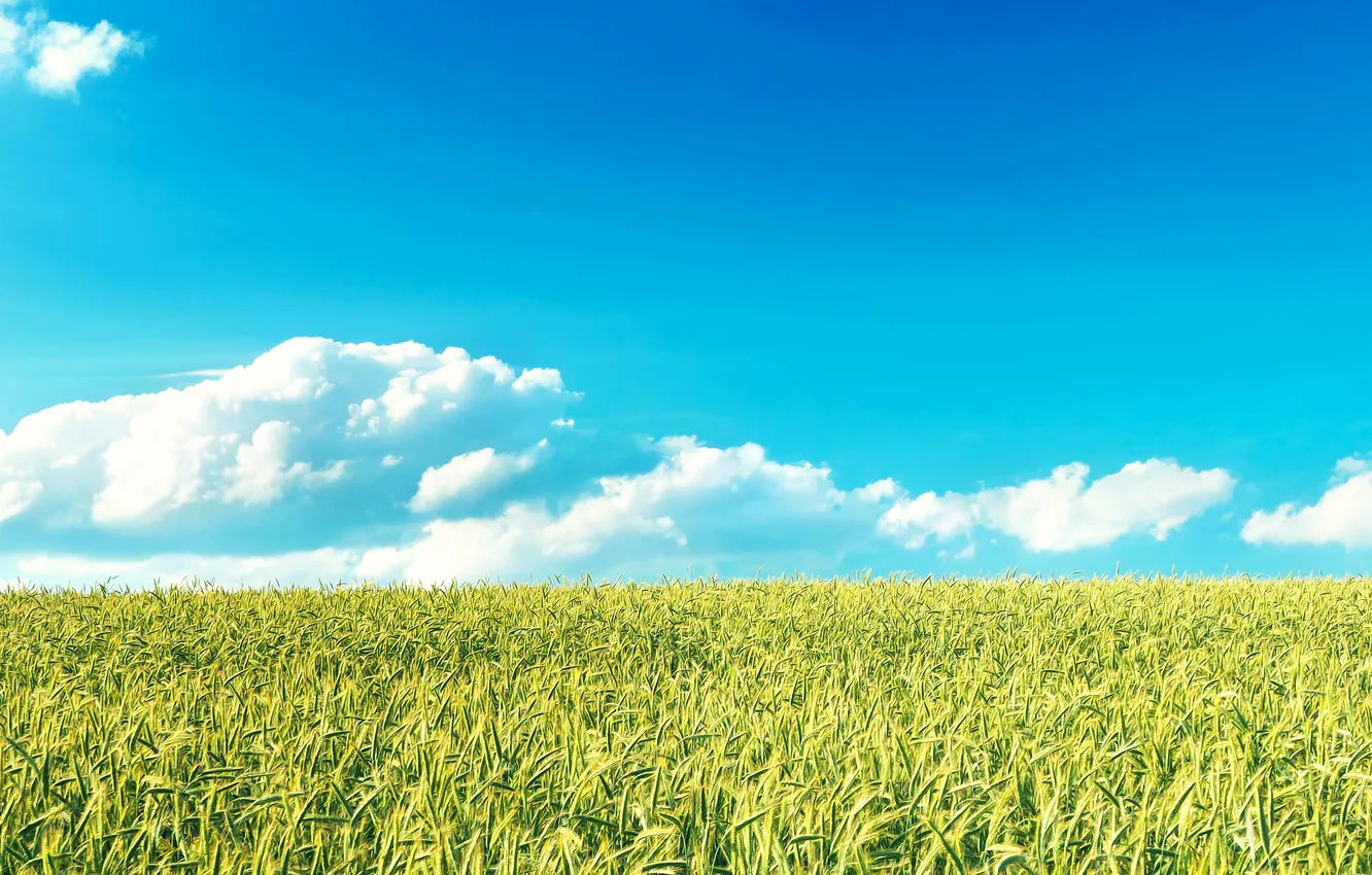 Фото обои пшеница, поле, небо, облака, рожь, горизонт, злаки