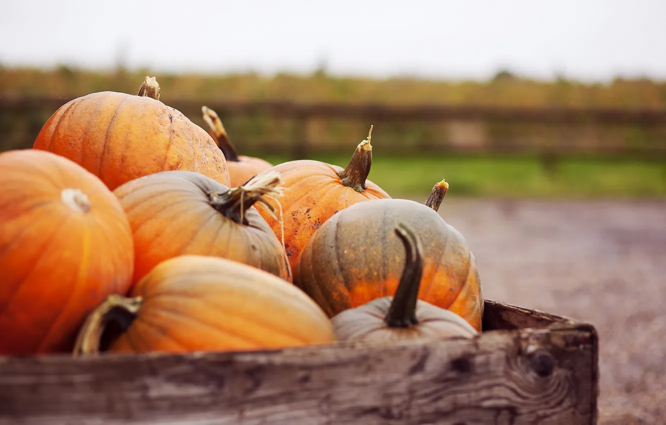 Фото обои осень, макро, pumpkins