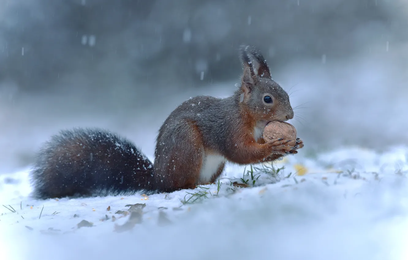 Фото обои зима, взгляд, снег, поза, орех, белка, сидит, снегопад