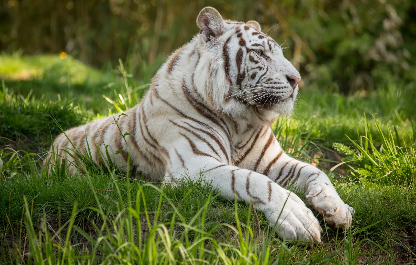 Фото обои кошка, трава, профиль, белый тигр
