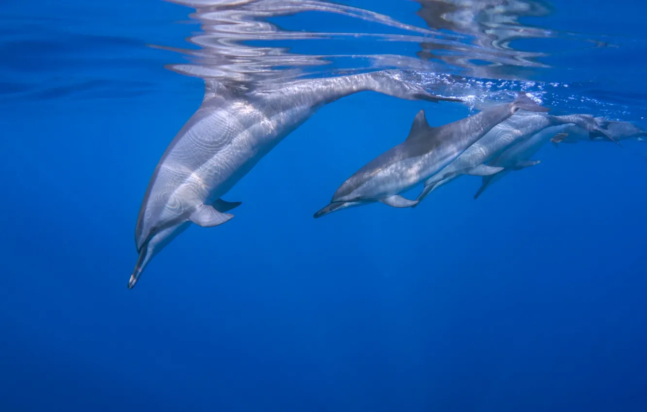 Фото обои дельфин, океан, Длиннорылый продельфин