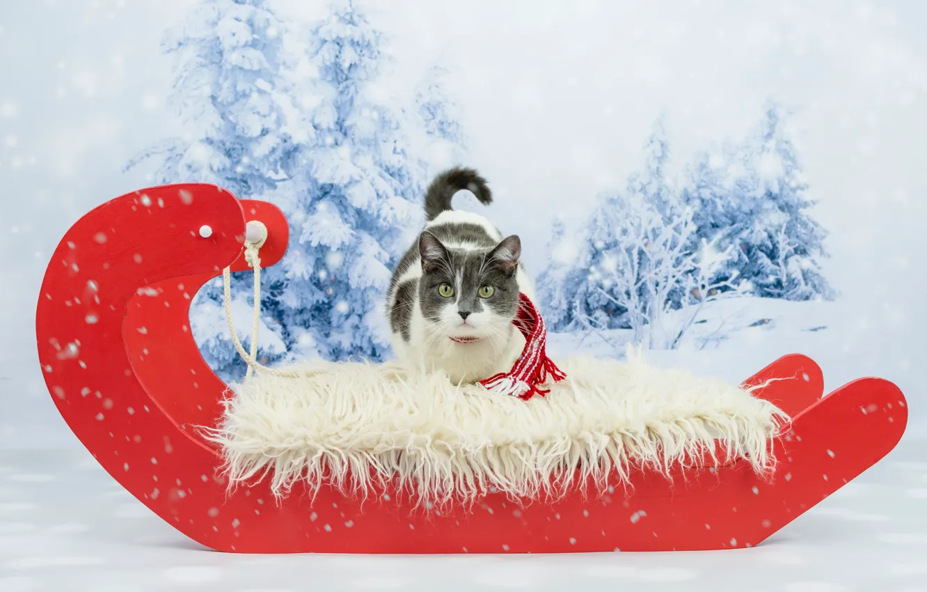 Фото обои зима, кошка, глаза, кот, взгляд, снег, красный, фон