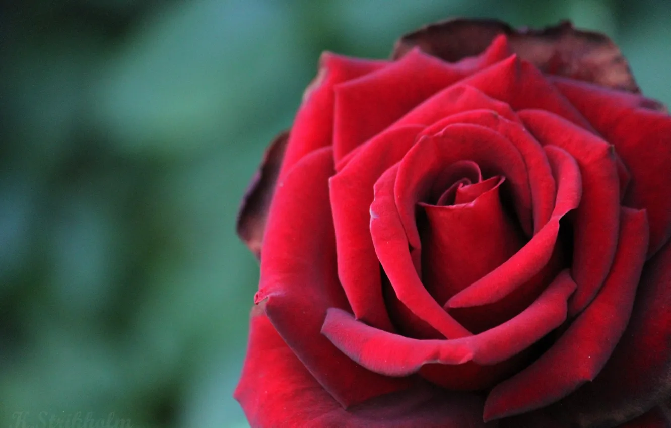 Фото обои крупный план, красная роза, размытый задний фон