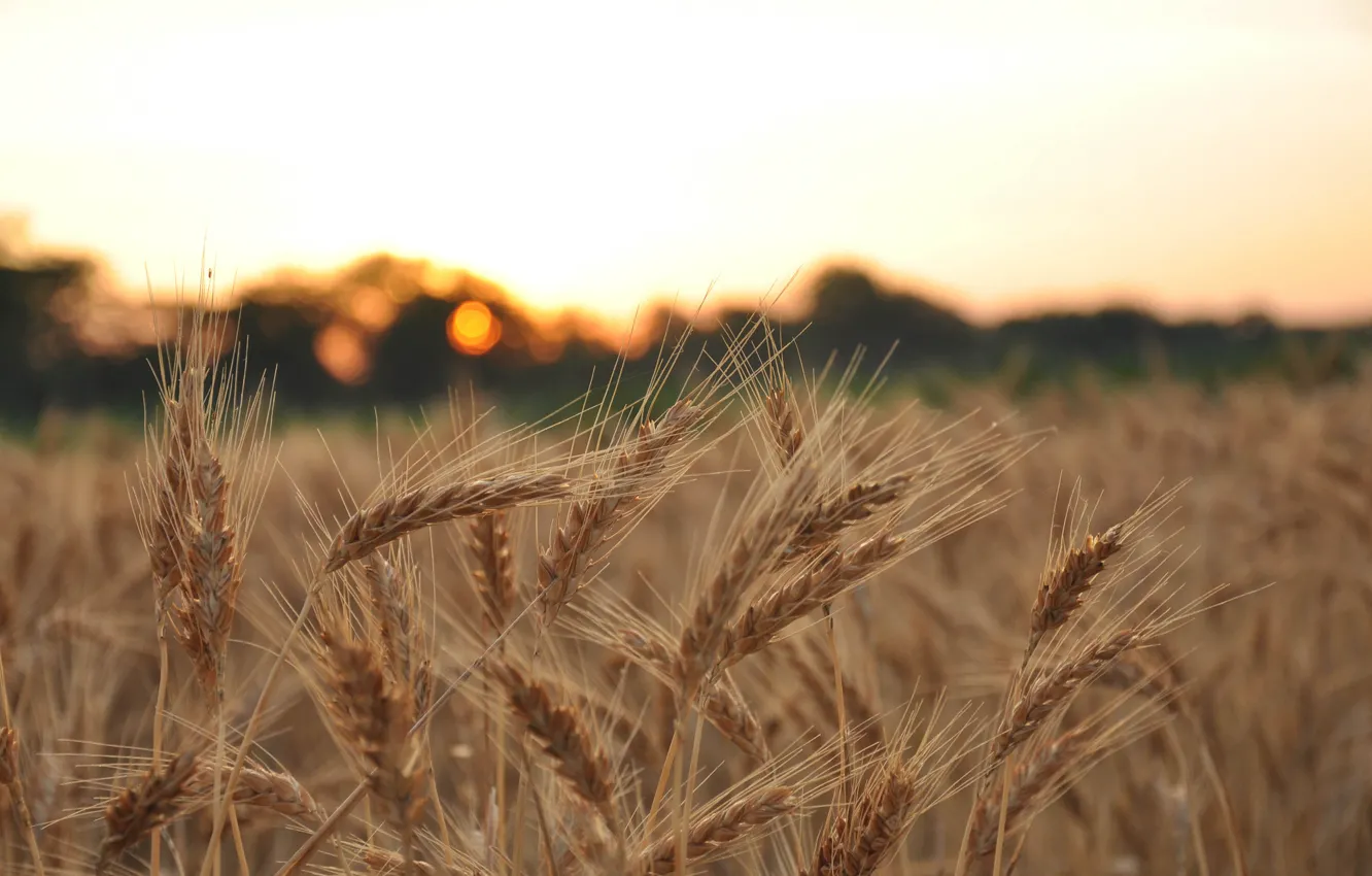 Фото обои пшеница, поле, макро, фон, widescreen, обои, рожь, размытие