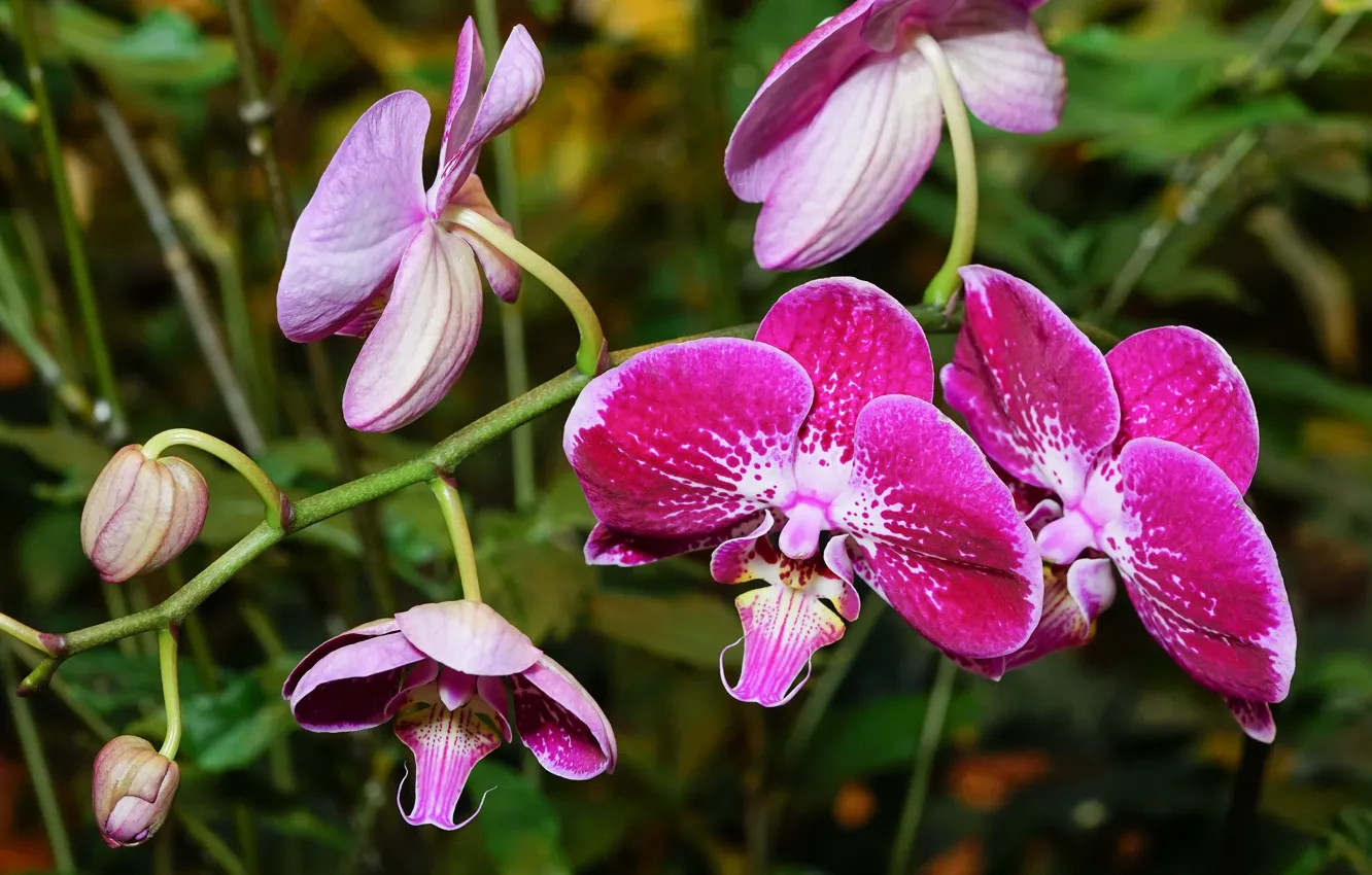 Фото обои цветок, ветка, цветение, Орхидея