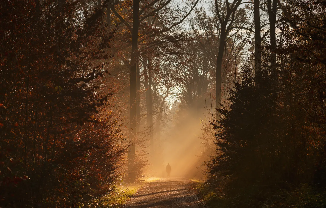 Фото обои осень, лес, деревья, солнечный свет