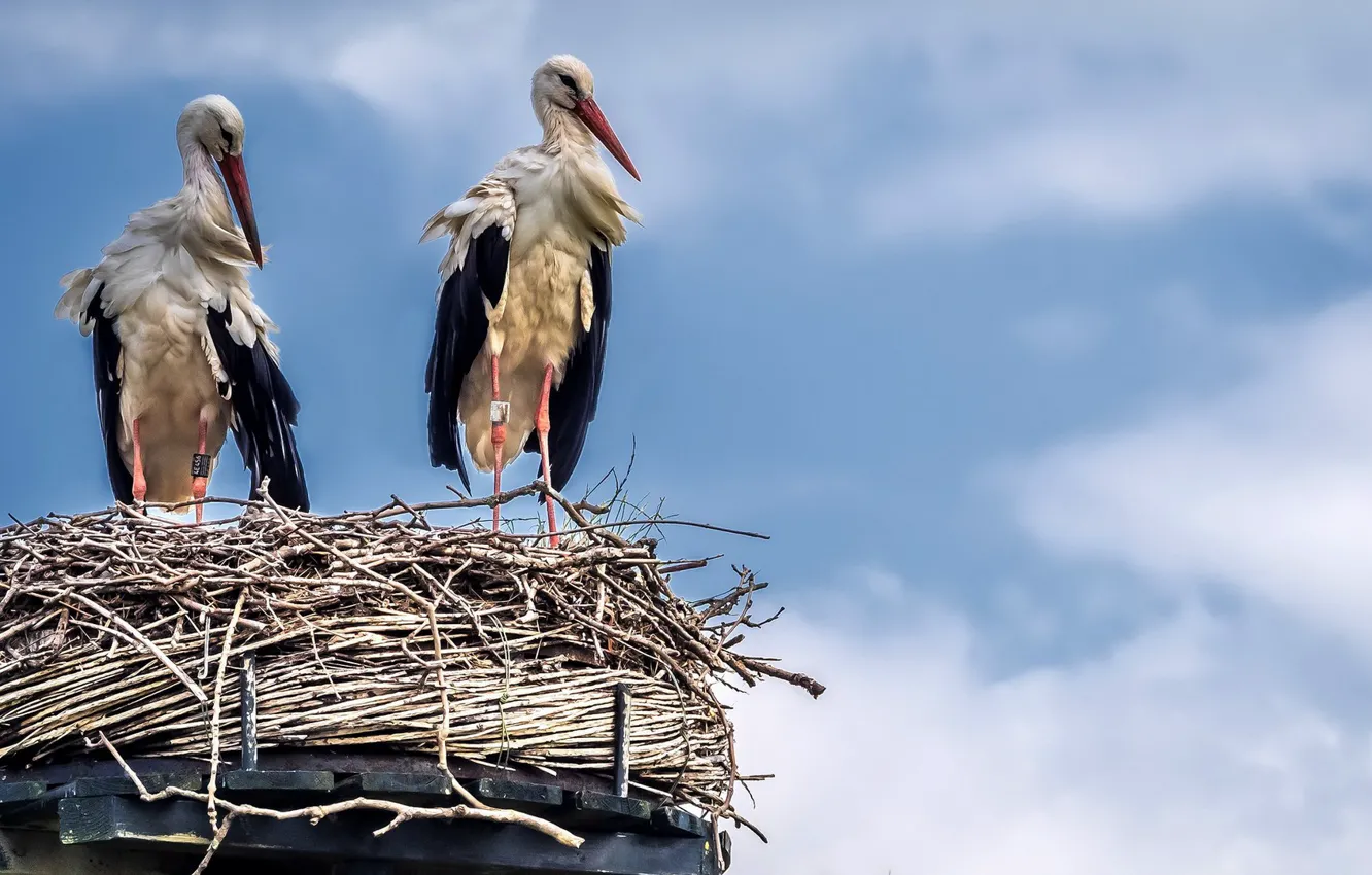 Фото обои птица, гнездо, аист