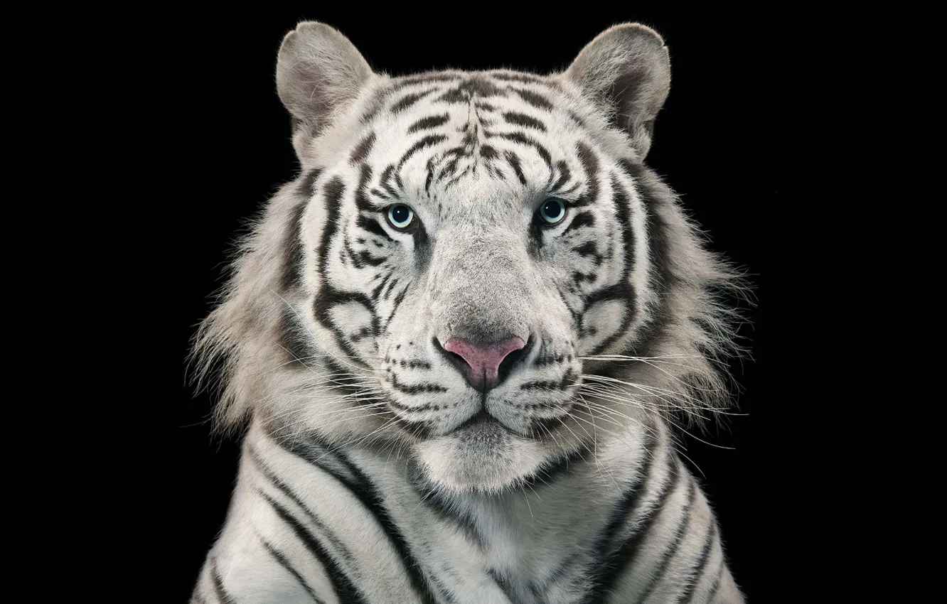 Фото обои animal themes, one animal, White tiger, White Bengal Tiger