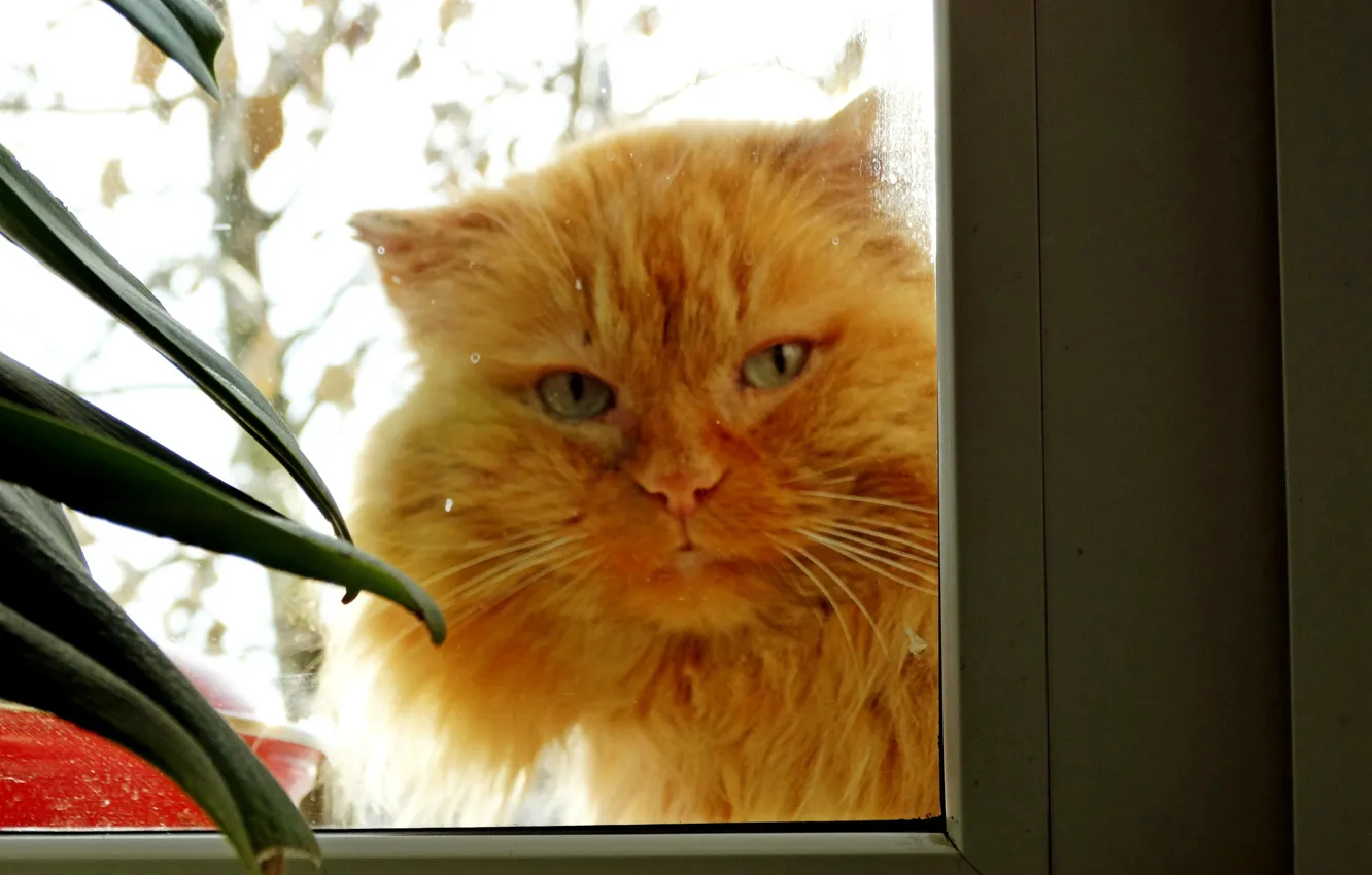 Фото обои кошка, кот, в окне, взгляд кота