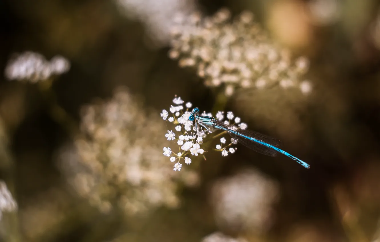 Фото обои стрекоза, macro, боке, dragonfly, flora, mmd, boke, helios