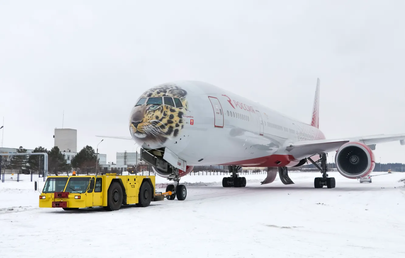 Фото обои Зима, Тигр, Снег, Аэропорт, Boeing, Россия, Боинг, 300
