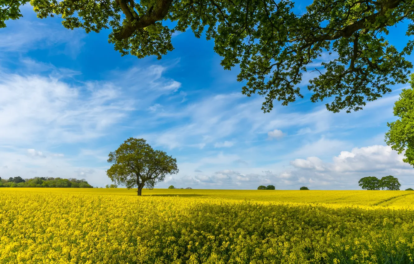Фото обои поле, небо, ветки, дерево, Англия, рапс