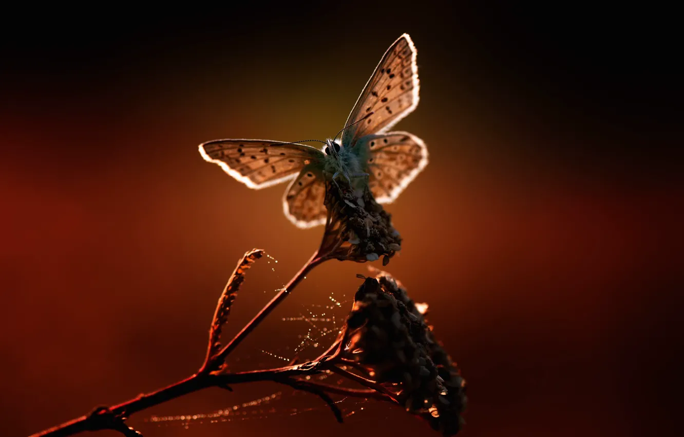 Фото обои макро, природа, бабочка