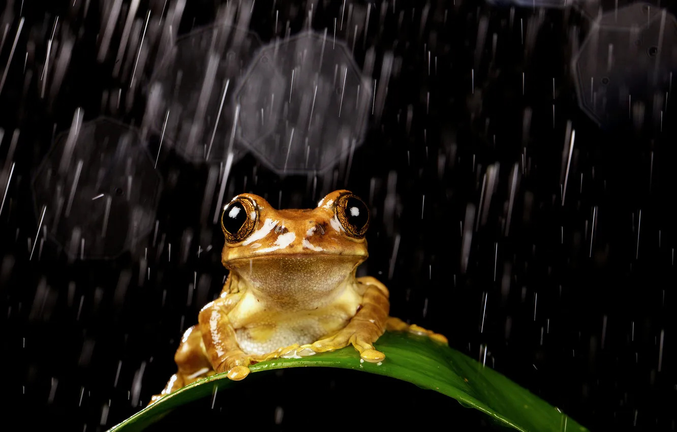 Фото обои капли, лист, дождь, лягушка