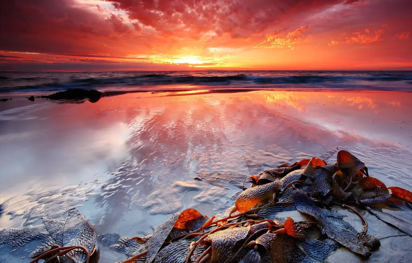 Фото обои море, водоросли, закат, берег