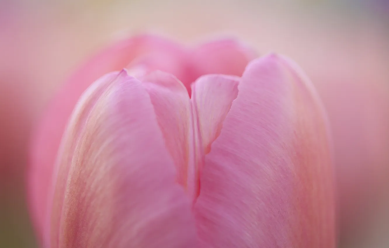 Фото обои макро, природа, розовый, тюльпан, фокус, весна