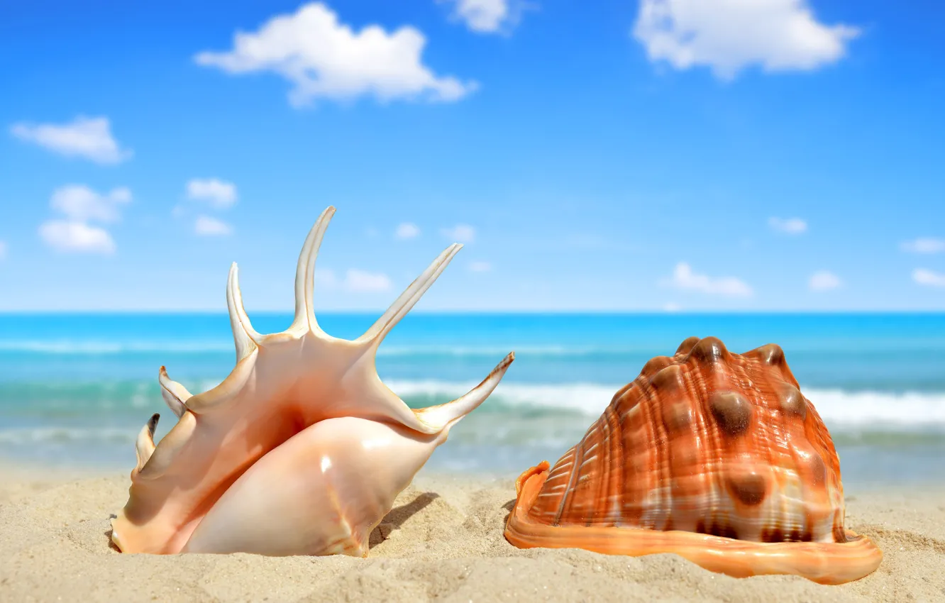 Фото обои beach, sand, seashell, see
