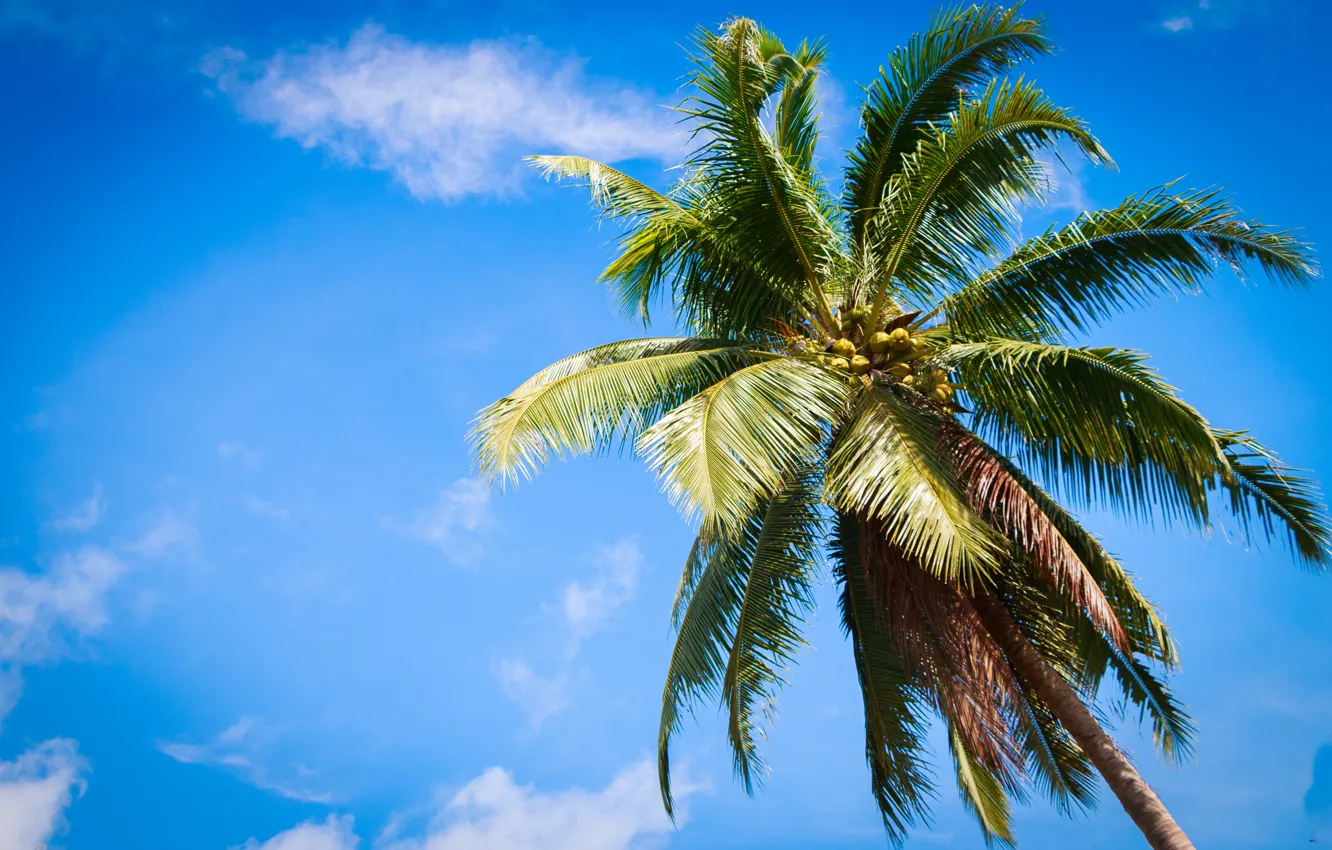 Фото обои пляж, лето, небо, пальмы, summer, beach, sky, paradise