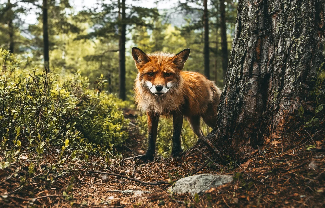 Tree fox. Лиса в лесу (Forestfox). Forest Fox tumblr.