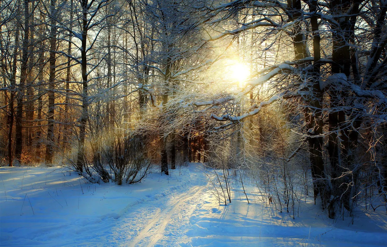 Фото обои зима, дорога, лес, небо, снег, деревья, пейзаж, природа, white, forest, road, sky, trees, nature, sunset, …