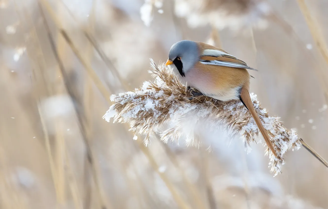 Фото обои зима, трава, снег, природа, птица, усатая синица, метёлка