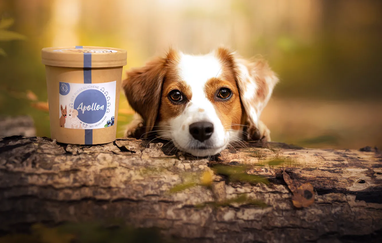 Фото обои осень, друг, собака