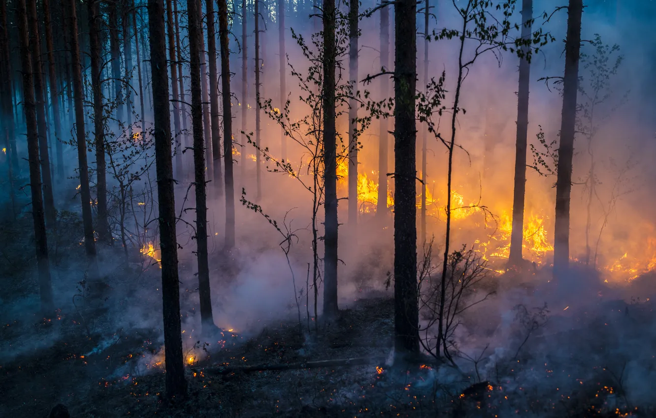 Фото обои лес, пожар, огонь, дым