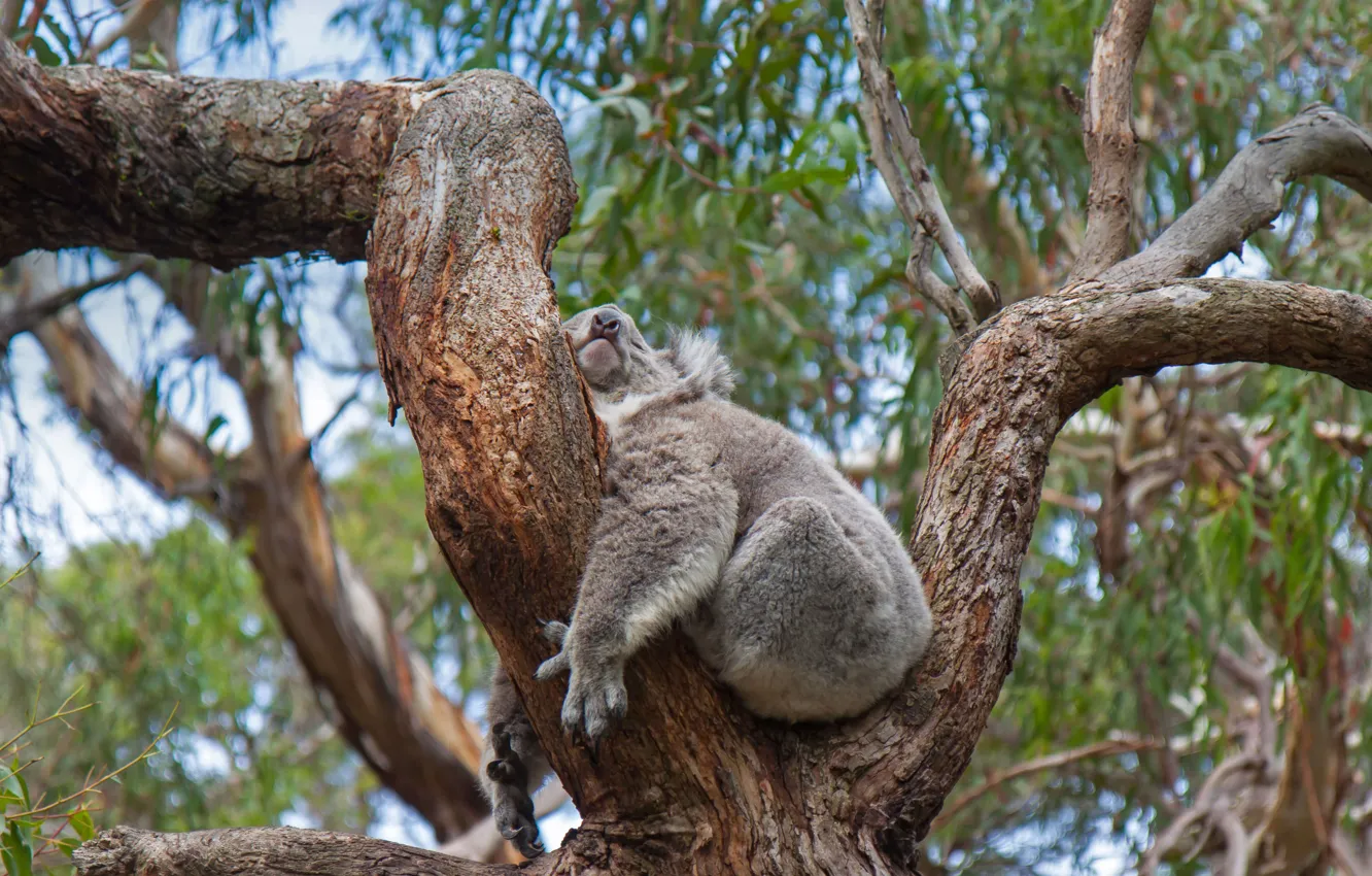Фото обои дерево, Австралия, коала, спящий