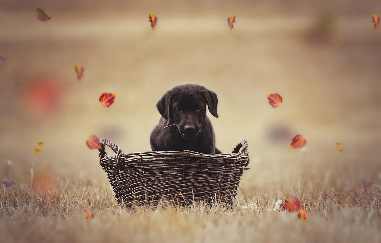 Фото обои осень, листья, корзина, собака, щенок, боке, Лабрадор