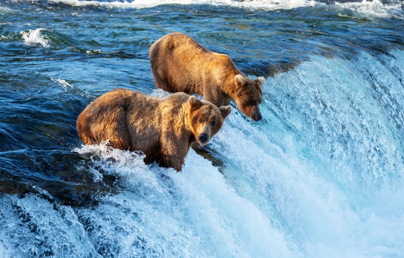 Фото обои течение, водопад, медведи, охота, речка, рыбу, ловля, бурые