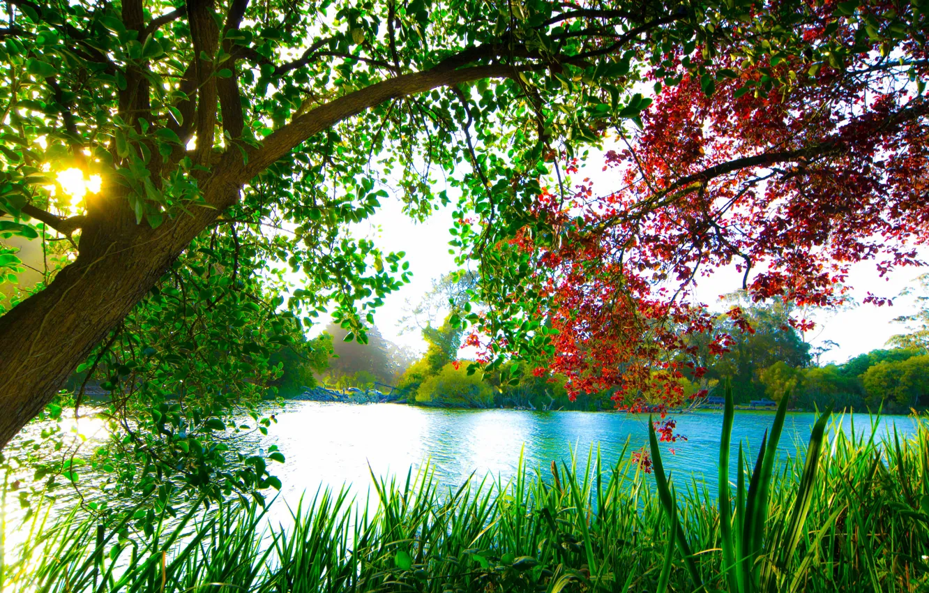 Фото обои деревья, озеро, красота
