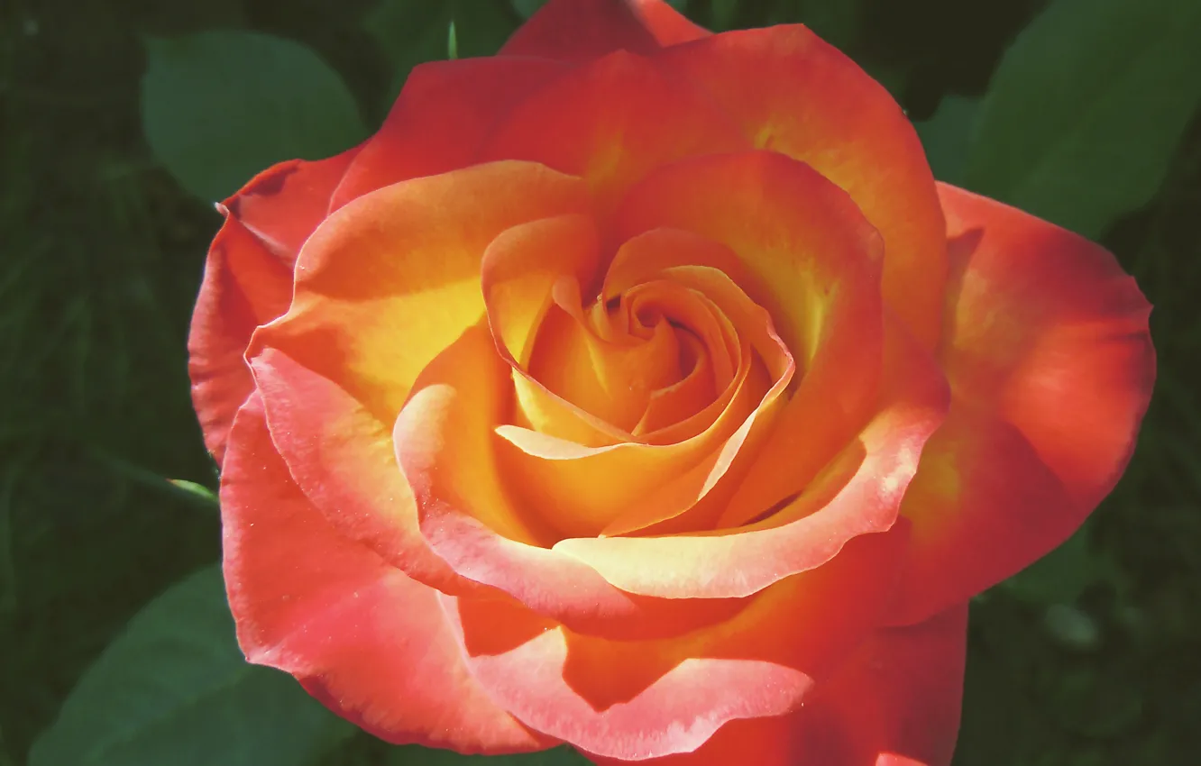 Фото обои Боке, Bokeh, Orange Rose, Оранжевая Роза