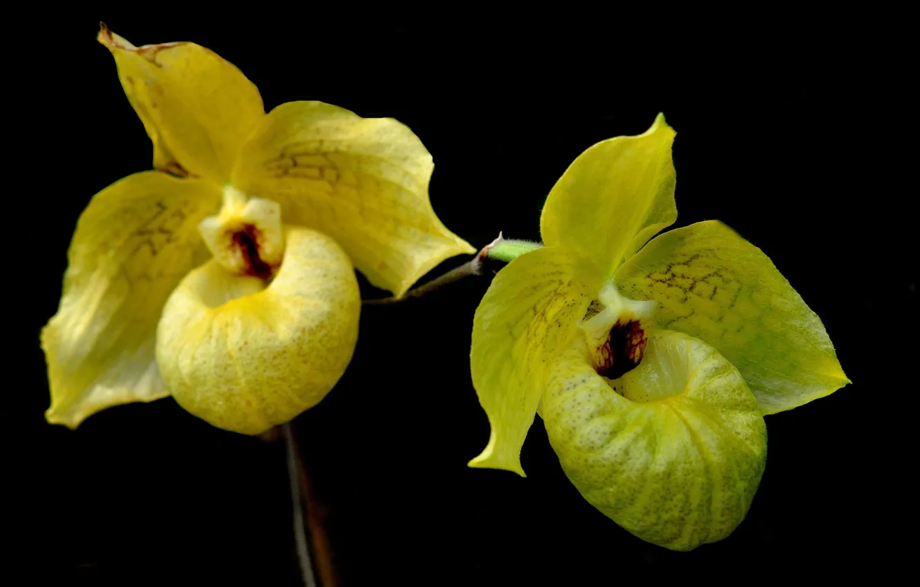 Фото обои орхидея, фон, экзотика, лепестки, цветы