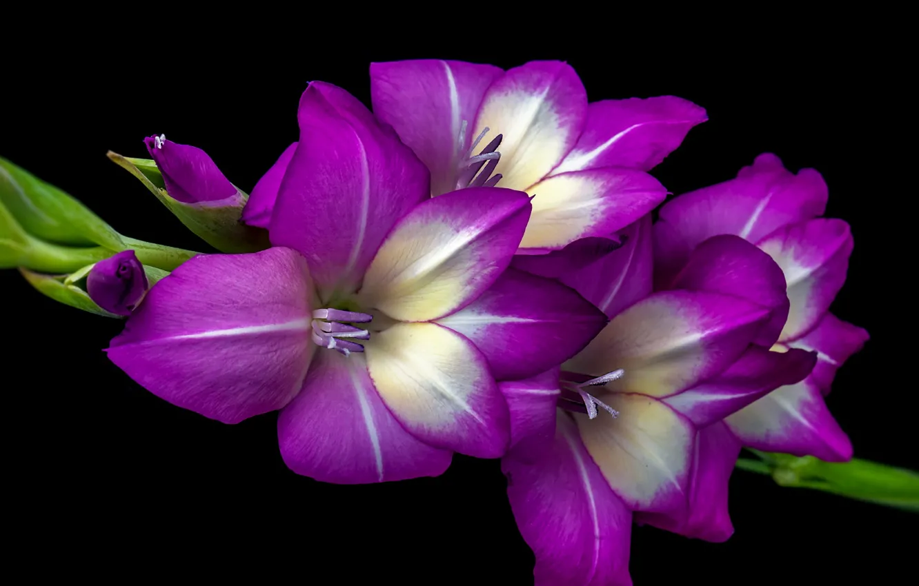 Фото обои цветы, фиолетовые, черный фон, сиреневые, гладиолусы