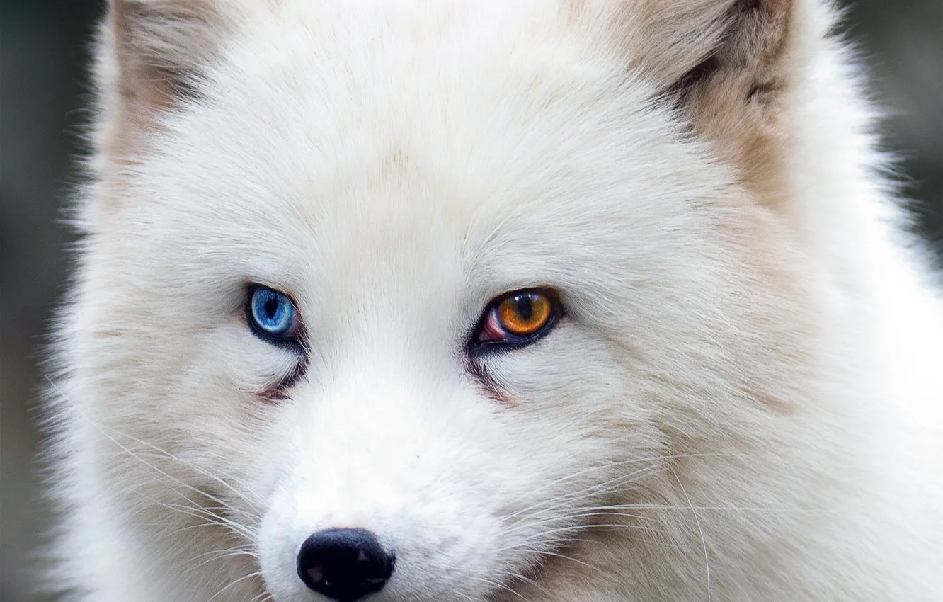 Фото обои fox, brown eyes, blue eyes, animal, wildlife, fur, ears, close up