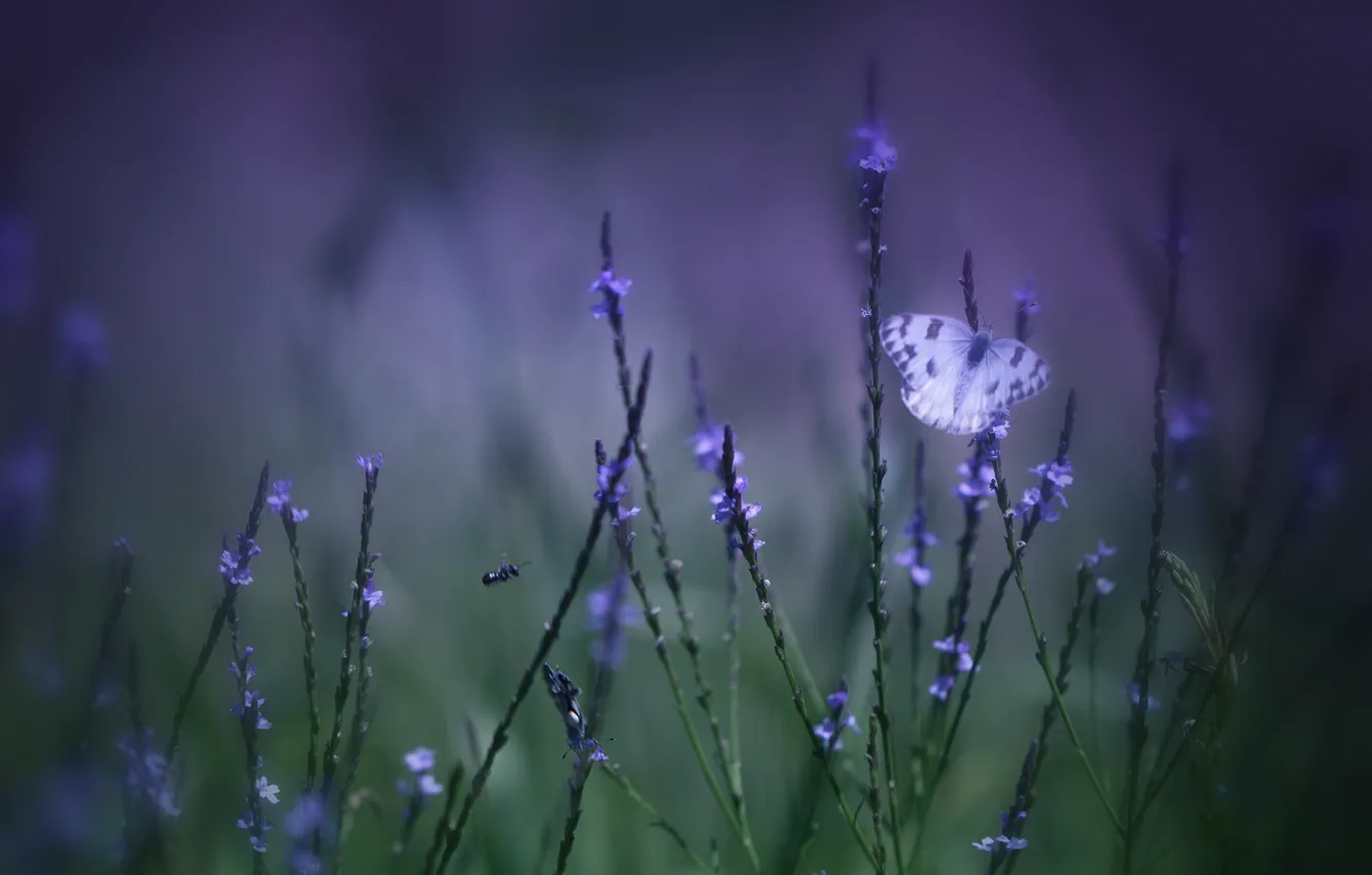 Фото обои поле, фиолетовый, трава, макро, цветы, зеленый, фон, Бабочка