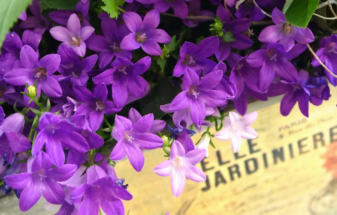 Фото обои надпись, ящик, колокольчики