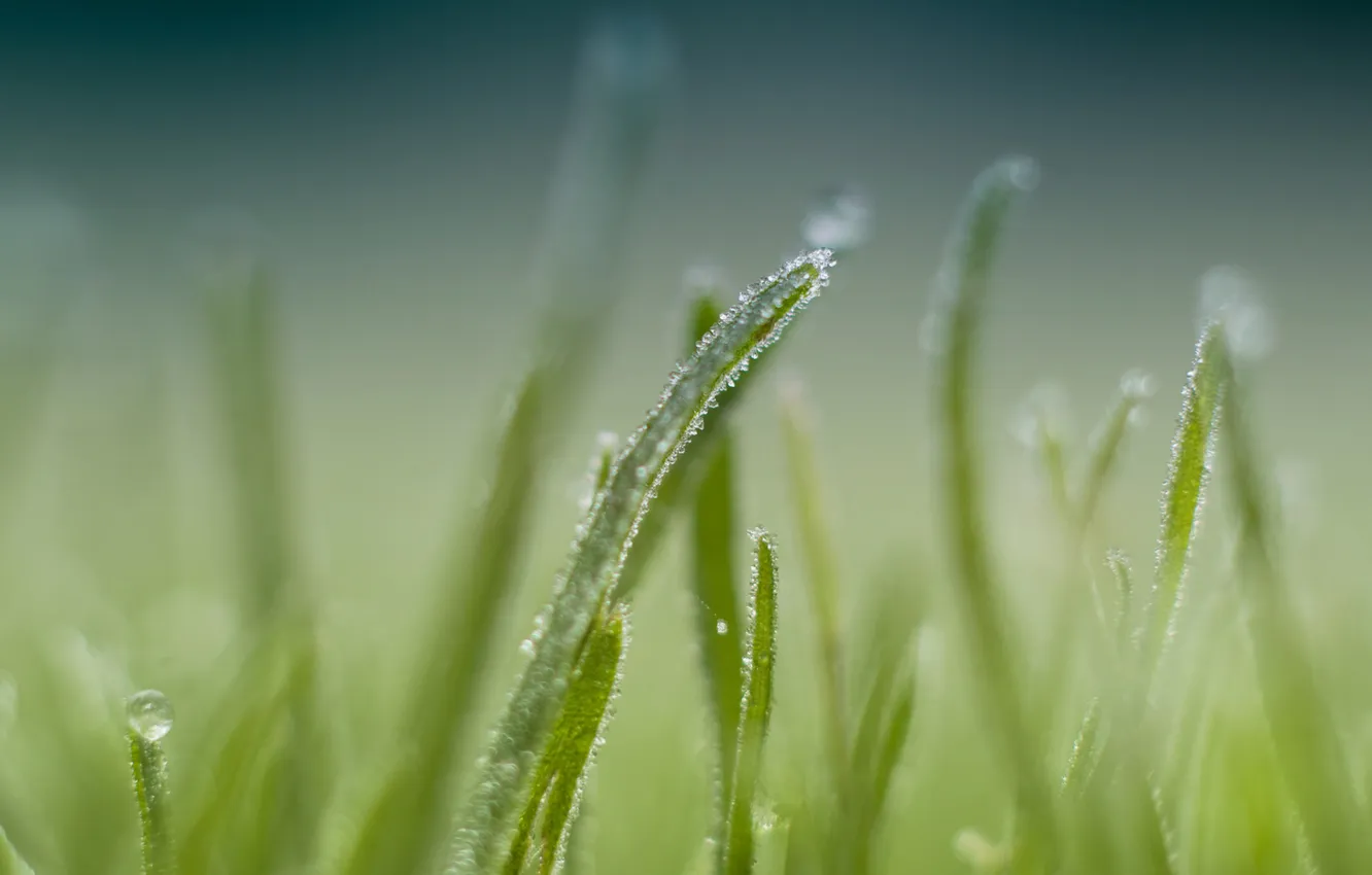 Фото обои трава, макро, природа, роса, фокус, grass, nature, 1920x1200