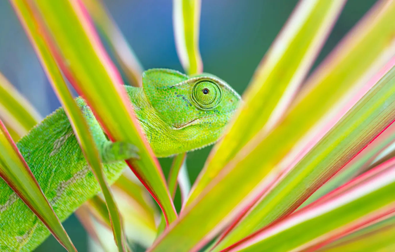 Фото обои Растение, Хамелеон, Chameleon, Террариум, Terrarium, Завораживающие домашние животные, Exotic and mesmerizing pets, Экзотические
