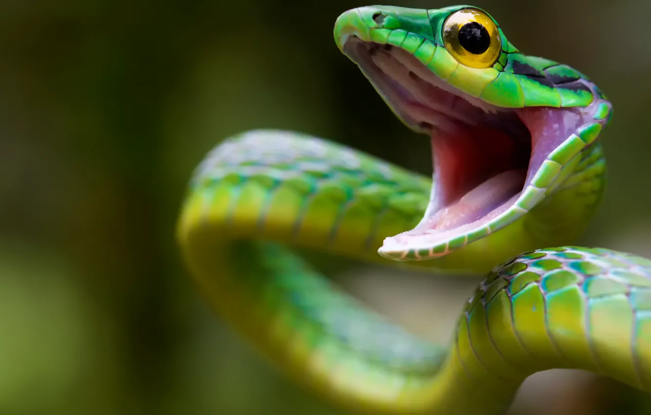 Фото обои атака, змея, дикая природа, Costa Rica, Green Snake